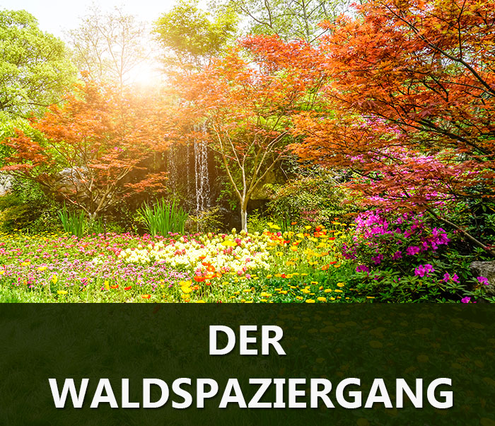 Fantasiereise: Der Waldspaziergang